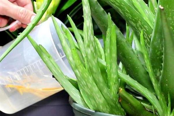 盆栽芦荟的养殖方法，春秋季节可每隔7天浇1次水