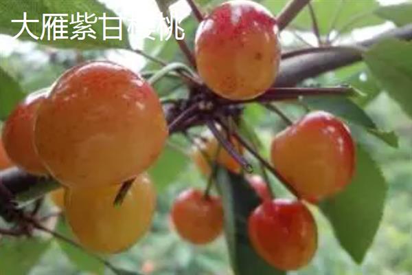 樱桃的品种，常见的有大雁紫甘樱桃、垂丝樱桃等