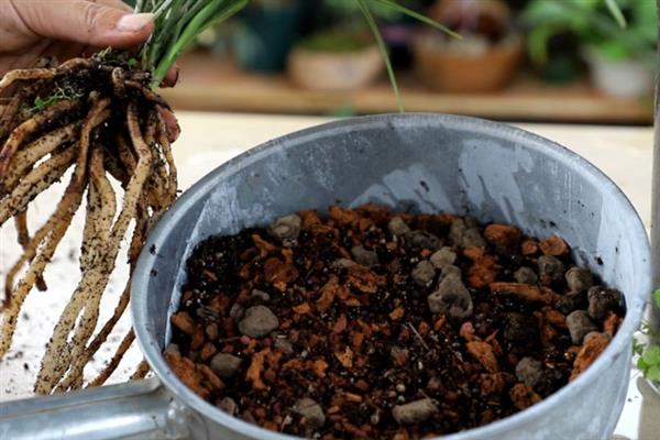 给兰花施肥的方法，栽种前一定要施加足够的基肥