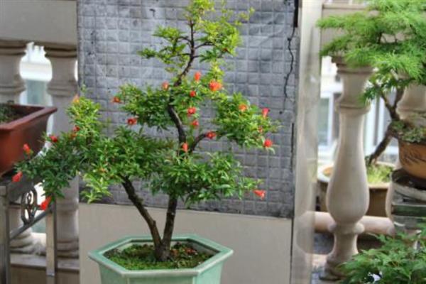 盆栽石榴的过冬方式，温度以8℃为宜