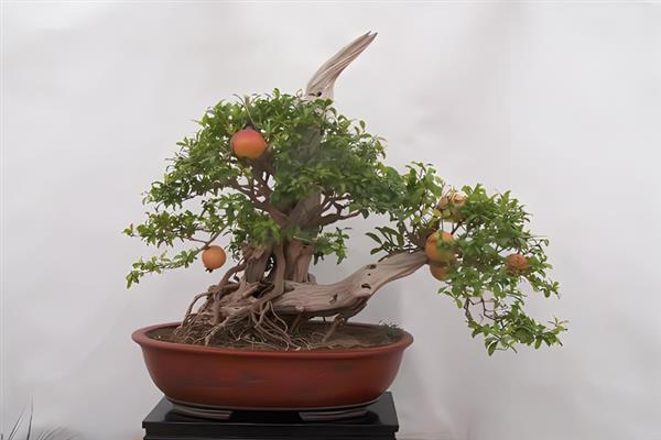 盆栽石榴的过冬方式，温度以8℃为宜
