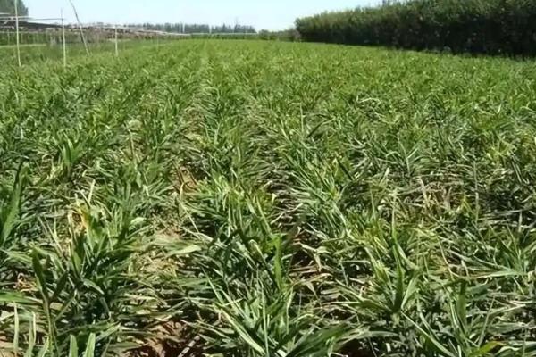 南方生姜种植管理技术，4月份进行种植为佳