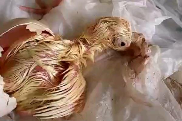 养殖孔雀的常见问题，常见的有环境卫生和孵化问题