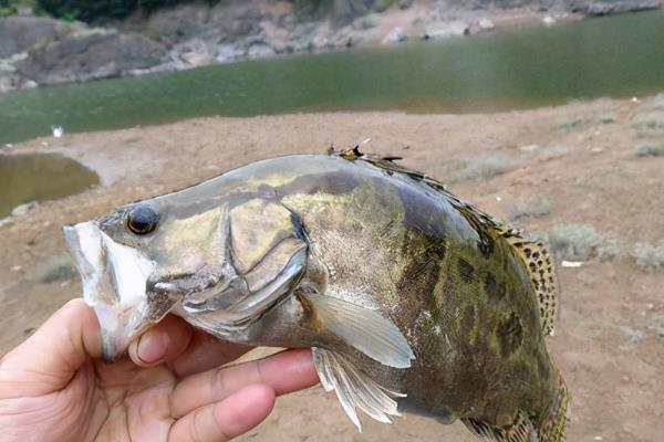 鳜鱼的最低垂钓温度，10℃是垂钓最低温