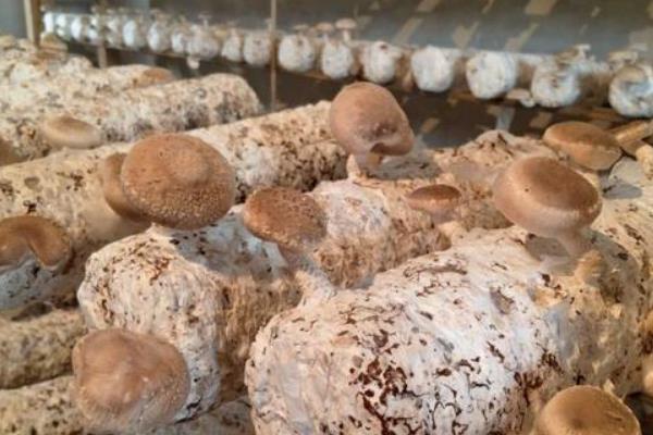 蘑菇如何种植，在料进棚前两天对栽培床进行喷雾杀虫