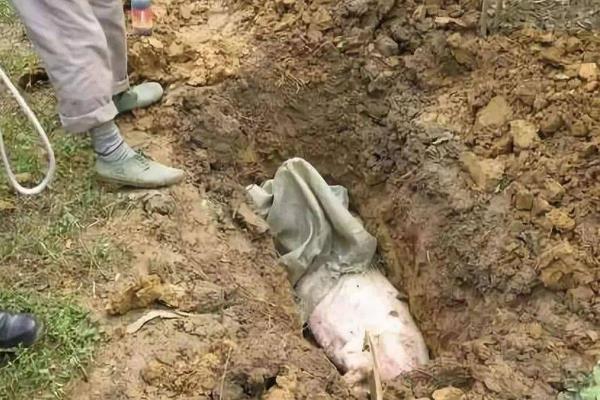 无害化病死猪的处理方法，可深埋、分解等