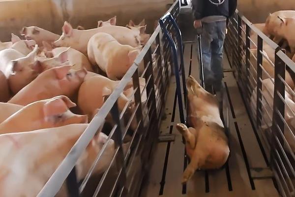 无害化病死猪的处理方法，可深埋、分解等
