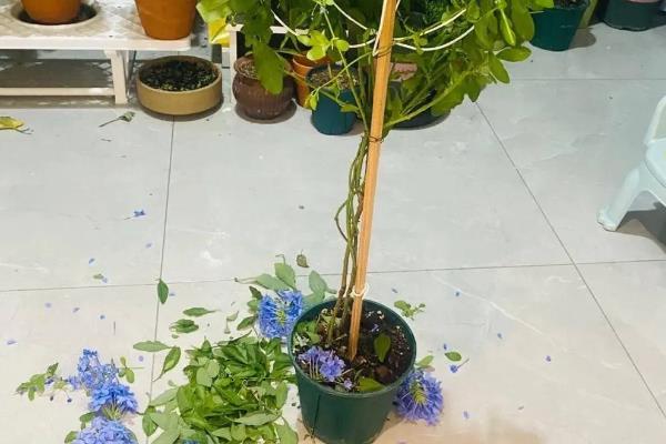 蓝雪花的爆盆技巧，生长期间每隔一周施加一次肥料