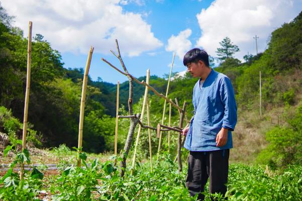绿色蔬菜如何选择除草剂，需要从吸收方法、处理方法等方面考虑