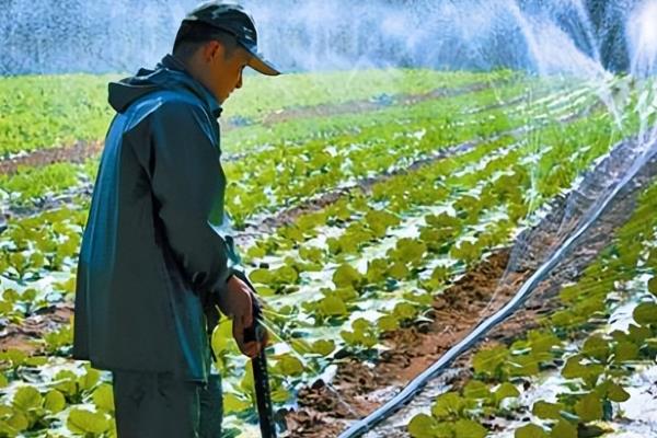 东北秋白菜的种植方法，适合在8月上旬进行播种