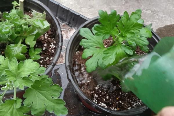 菊花买回家就蔫了怎么解决，要先放在半阴的位置养护