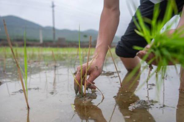禾苗是春天还是夏天种，地区不同种植时间也不同