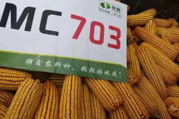 mc703玉米种子简介，春播出苗至成熟为111天