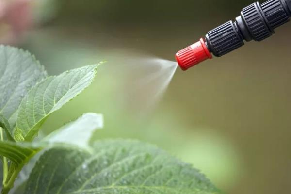 三氯吡氧乙酸可以除哪些草，可以防除灌木、小乔木以及阔叶杂草