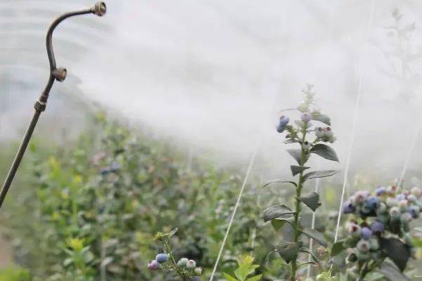 三氯吡氧乙酸可以除哪些草，可以防除灌木、小乔木以及阔叶杂草