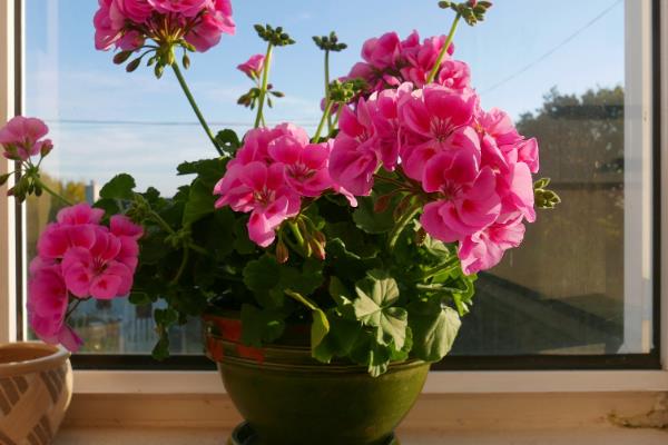 芙蓉花冬天的养护方法，室温需控制在10℃左右