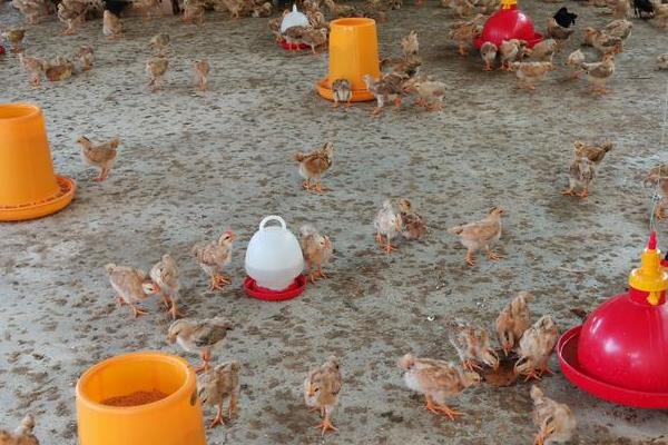 小鸡区分公母的方法，公鸡走路平稳、母鸡走路双脚交叉