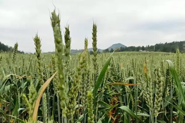 单倍体育种的优缺点，可提高变异频率加速育种速度、但无法控制诱变方向和性质