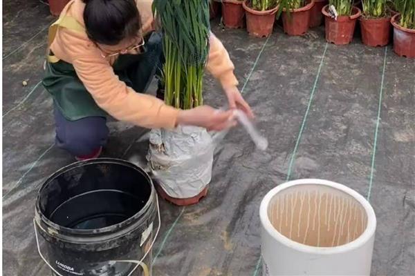 散尾葵缺水怎样判断，可以查看植株叶片状态