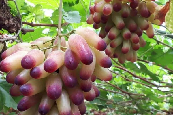 好卖的葡萄品种有哪些，常见的有巨峰、夏黑、红提等