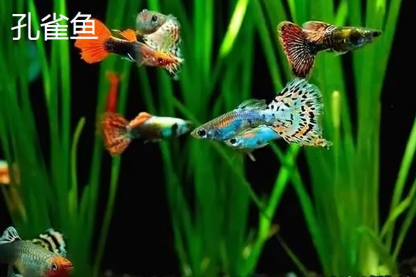 热带鱼的适宜水温，适合生活在24-28℃的水中