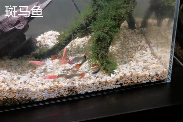 热带鱼的适宜水温，适合生活在24-28℃的水中