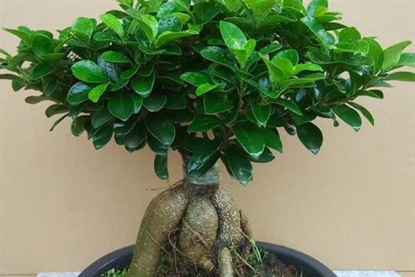 榕树的种植方法，每月需追施有机液肥一次