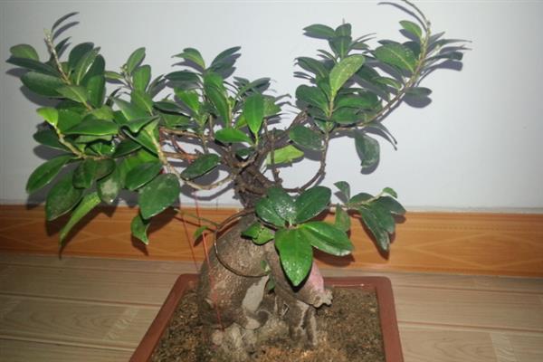 榕树的种植方法，每月需追施有机液肥一次