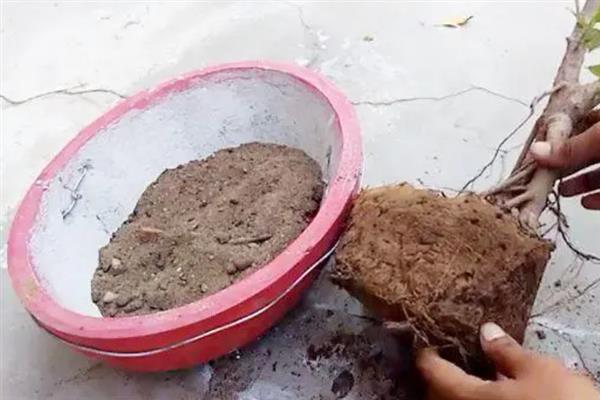 榕树的种植方法，每月需追施有机液肥一次
