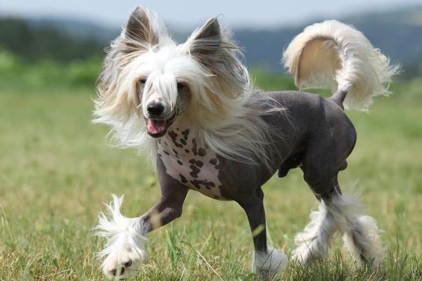 怎么养中国冠毛犬，荤食每天都不可缺少
