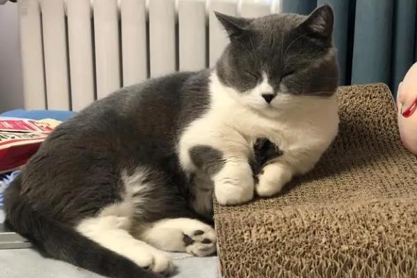猫咪慢性心力衰竭的症状，表现为不爱运动、睡眠时间长等