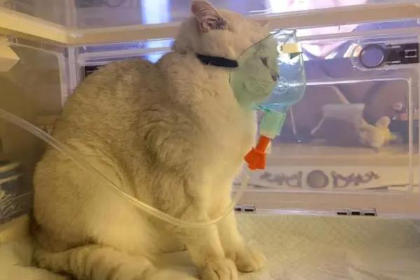 猫咪慢性心力衰竭的症状，表现为不爱运动、睡眠时间长等