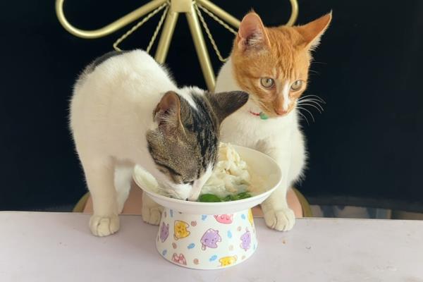 猫咪慢性心力衰竭的症状，表现为不爱运动、睡眠时间长等