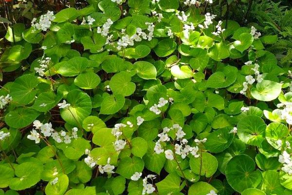 秋海棠简介，是多年生草本植物