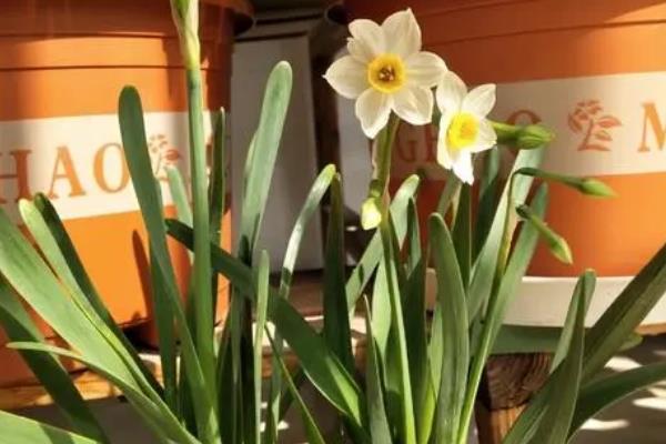 水仙花土养的方式，每隔1-2天的时间浇水一次