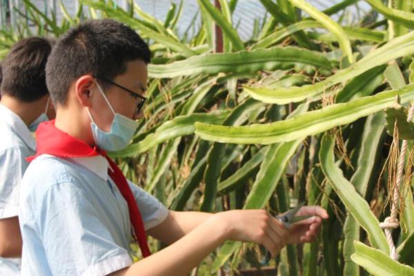 火龙果在五月份如何管理，需人工辅助授粉