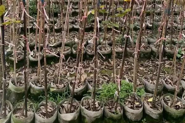 黄花风铃木的养殖方法，喜欢生长在充足阳光下