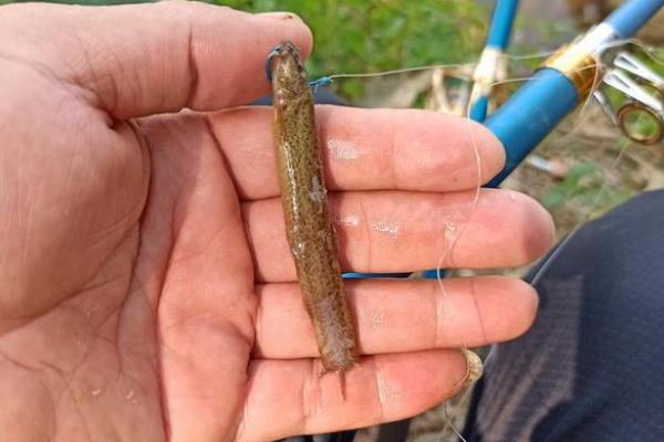 用泥鳅钓鲶鱼的效果，采取钩背法效果最佳