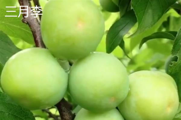 李子的采摘时间，早熟品种可在3-5月份收获上市