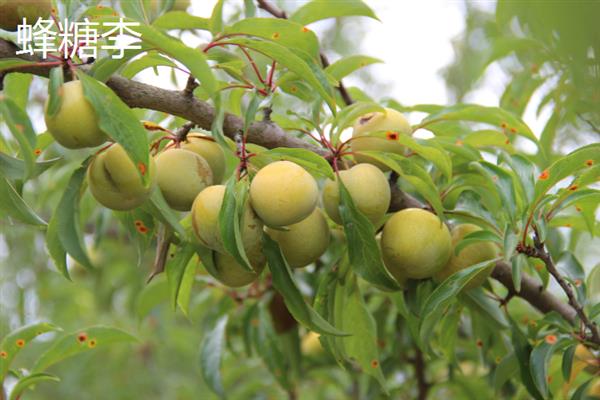 李子的采摘时间，早熟品种可在3-5月份收获上市