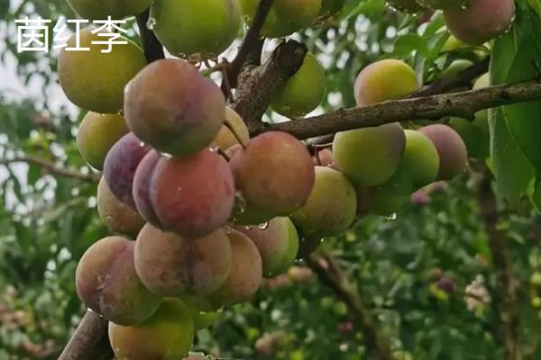 李子的采摘时间，早熟品种可在3-5月份收获上市