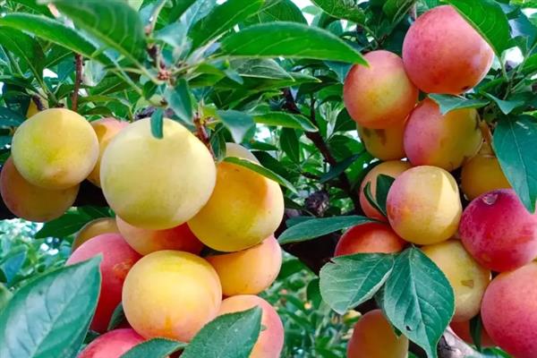 李子的采摘时间，早熟品种可在3-5月份收获上市
