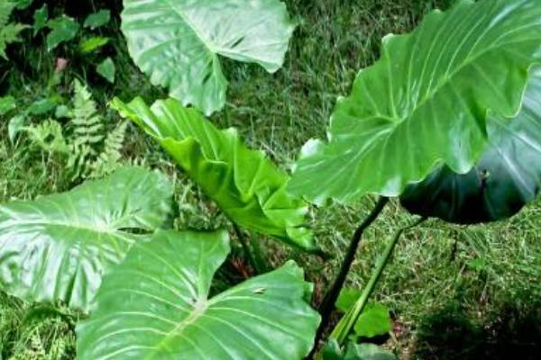 盆栽大叶植物的品种，龟背竹、绿萝、海芋等种类较常见