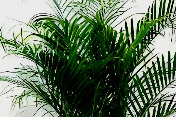 盆栽大叶植物的品种，龟背竹、绿萝、海芋等种类较常见