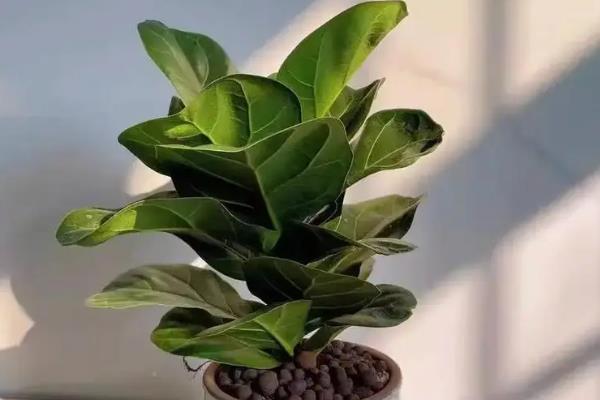 盆栽大叶植物的品种，龟背竹、绿萝、海芋等种类较常见