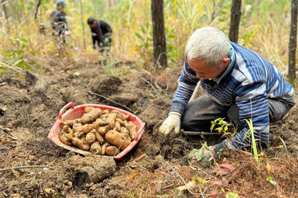 天麻怎么栽培，将种麻栽入土中后再培育菌种