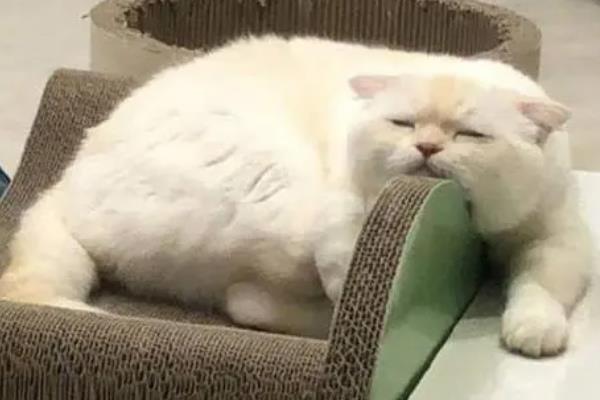 猫便血的原因及治疗方式，因便秘而导致便血需让它多喝水