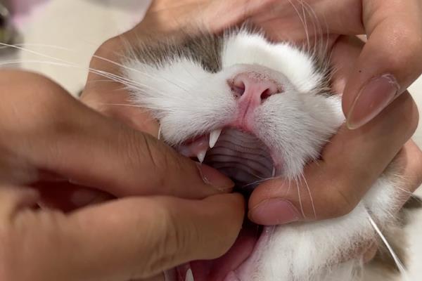 猫便血的原因及治疗方式，因便秘而导致便血需让它多喝水