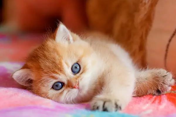 猫便血的原因及治疗方式，因便秘而导致便血需让它多喝水