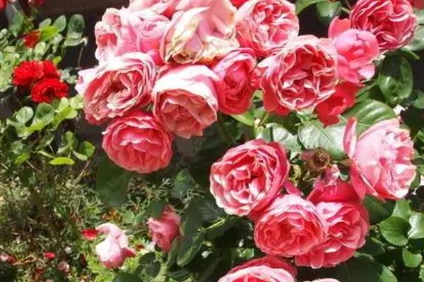 玫瑰花的养殖方法，养殖温度不能低于20℃